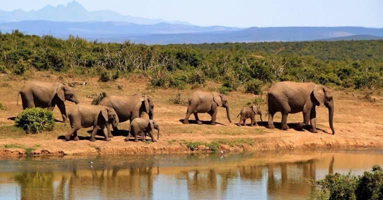 Elephants in Mt. Rwenzori National Park