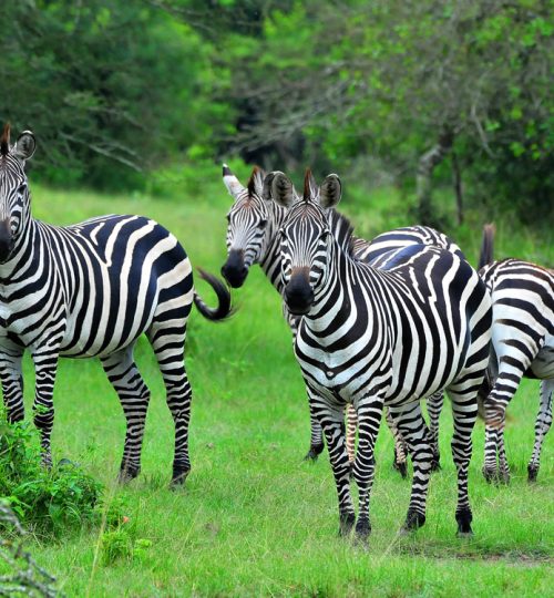 zebras-in-lake-mburo-1